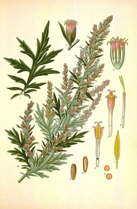 bitter wormwood for cleansing from parasites