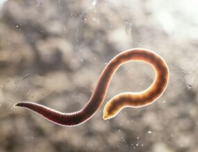 a worm parasite of man